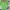 Gucci Casual Crop top Wanita green white photo 2