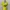 Y2K Lolita T-shirt Wanita green yellow photo 1
