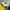 Adidas Y2K Sportswear Jersey Pria white yellow photo 5
