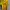 Sportswear Jersey Pria yellow photo 1