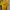 Sportswear Jersey Pria Yellow