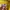 Sportswear Jersey Pria yellow photo 3