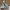 Adidas Streetwear Sportswear Sneakers Pria white gray photo 4