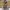 Nike Streetwear Skater Sneakers Pria brown photo 8