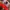 Made in USA Casual Hat Pria white red photo 2