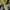 Giordano Luxury Polo shirt Pria yellow photo 3