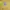 Giordano Luxury Polo shirt Pria yellow photo 2