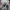 Nike Streetwear Skater Sneakers Pria white gray photo 6