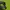 Adidas Sportswear Track jacket Pria yellow photo 5