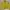 Adidas Sportswear Track jacket Pria yellow photo 1