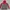 Mountain Hardwear Sportswear Track Jacket Wanita Red Gray