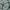 Crocodile Vintage Formal Shirt Pria Green