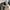 Miu Miu Streetwear Luxury Sneakers Wanita black photo 6