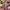 Y2K Pencil skirt Wanita tan brown photo 1