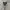 Lyle & Scott Streetwear Casual Harrington jacket Pria tan photo 4