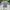 A Bathing Ape Casual Casual shirt Pria multicolor photo 1
