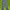 Dickies Casual Casual pants Pria navy photo 4