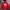 Adidas Casual Suit Pria Red