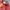 Champion Streetwear Casual Sweatshirt Pria burgundy red photo 3
