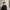 Dickies Sportswear Windbreaker Pria black photo 1