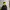 Dickies Sportswear Windbreaker Pria Black