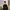 Dickies Sportswear Windbreaker Pria black photo 2