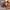 11/10 Studio Cosplay Casual Bra Wanita white tan photo 5