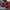 11/10 Studio Cosplay Casual Bra Wanita white tan photo 4
