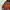 Coogi Casual Sweater Pria multicolor photo 4