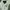 American Eagle Casual Formal shirt Pria green white photo 3
