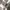 Superdry Minimalist Casual T-shirt Pria white photo 8