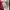 Lacoste Minimalist Casual Polo shirt Pria red gray photo 8