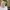 Luxury Muslim Scarf Wanita white tan photo 2