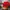 Arnold Palmer Casual Sweater Pria red photo 1