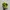 Nike Casual Sneakers Pria green photo 2