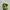 Nike Casual Sneakers Pria Green
