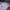 Pomelo Y2K Coquette Mini skirt Wanita white pink photo 4