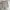 Dickies Vintage Streetwear Trench Coat Pria Tan