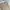 Dickies Vintage Streetwear Trench coat Pria tan photo 4
