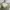 Calvin Klein Fairy Coquette Maxi dress Wanita green yellow photo 2