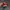 VANS Casual Casual shoe Pria red photo 3