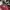 Uniqlo Streetwear Crop top Wanita pink red photo 2