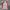 Nike Streetwear Sportswear Windbreaker Pria red gray photo 3