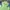 Beverly Hills Polo Club Streetwear Casual Windbreaker Pria green photo 2