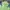 Beverly Hills Polo Club Streetwear Casual Windbreaker Pria Green