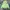 Beverly Hills Polo Club Streetwear Casual Windbreaker Pria Green