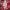 Marni Streetwear Minimalist Skirt Wanita white red photo 6