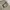 PPFM Vintage Avant Garde Jeans Pria cream photo 8