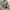 PPFM Vintage Avant Garde Jeans Pria cream photo 5