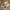 New Balance Sportswear Sneakers Pria khaki cream photo 5